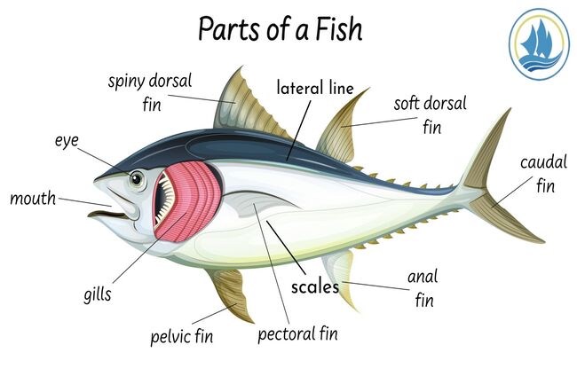 Introduction to Fish Parts